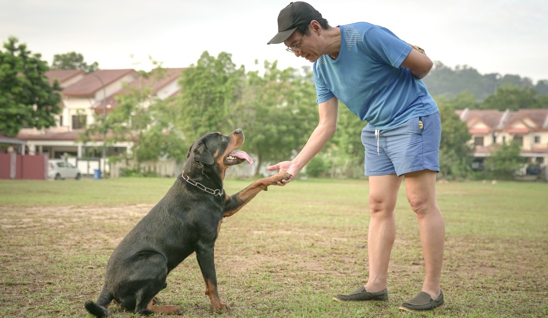 Understanding Pack Behavior in Dogs